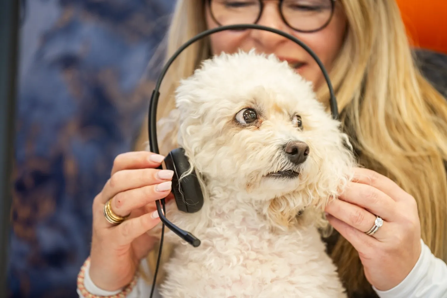 An office dog wearing a headset at a member agency desk
